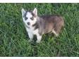 BLUE EYES Siberian Husky Puppies i have 3 puppies for....