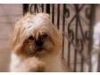 SHIH-TZU'S LOOKING FOR FOREVER HOME. I have two....