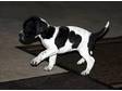 Beautiful Pointer Puppy. Beuatiful black & white Pointer....