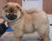Gorgeous Chow Chow Puppies With Great Temperaments
