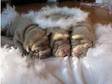 liliac shar pei pups for sale they will be ready 2nd....