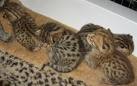 serval, savannah and safari kittens for sale............